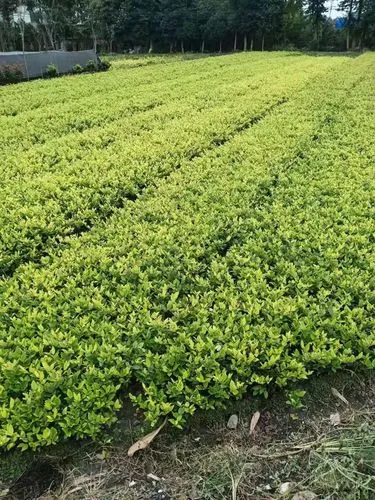 扬州城市绿化养护管理标准