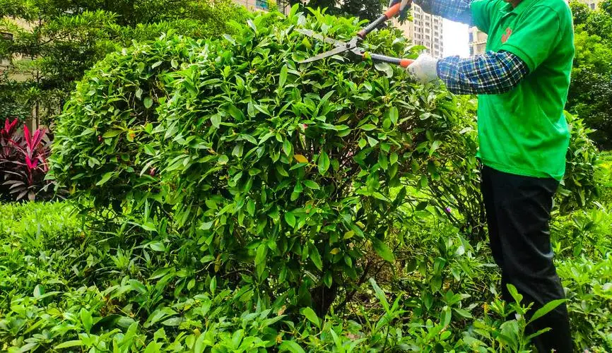 水中城市绿化