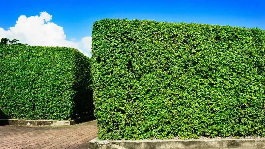 绿化工程建设费用分录怎么写
